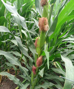 玉米一棵长几个玉米