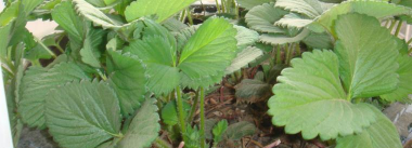 小众送妈妈的花有哪些花