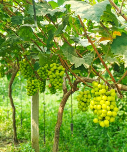 小众送妈妈的花有哪些花