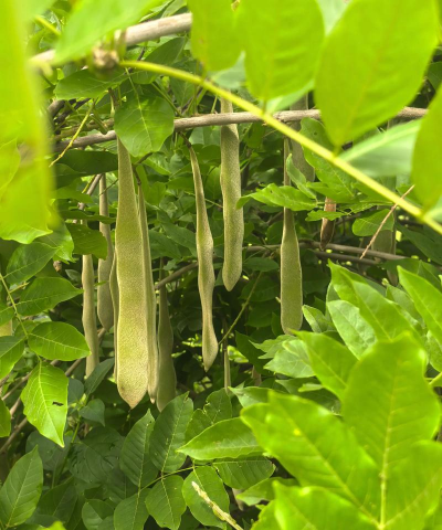 小众送妈妈的花有哪些花