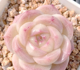 粉色多肉有哪些品种