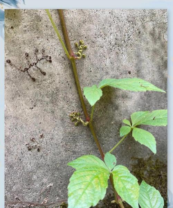 小众送妈妈的花有哪些花