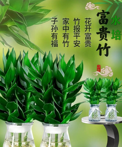 小众送妈妈的花有哪些花