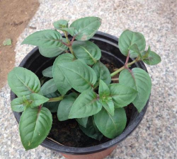 小众送妈妈的花有哪些花