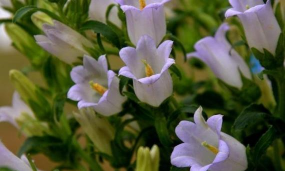 小众送妈妈的花有哪些花