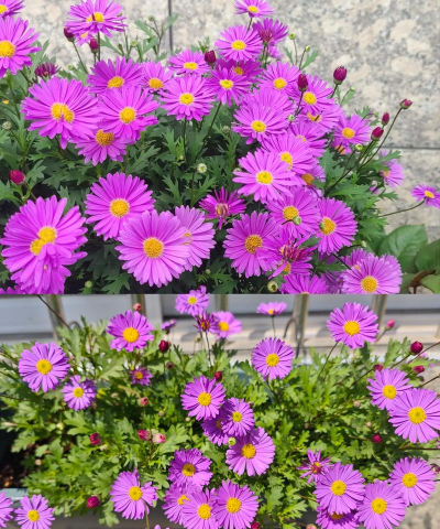 小众送妈妈的花有哪些花