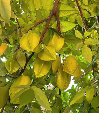 小众送妈妈的花有哪些花