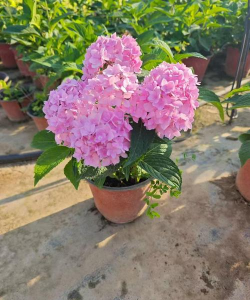 小众送妈妈的花有哪些花