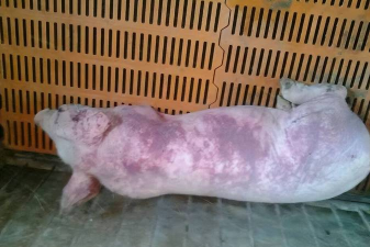 小众送妈妈的花有哪些花