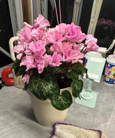 小众送妈妈的花有哪些花