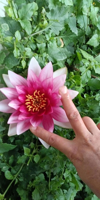 小众送妈妈的花有哪些花