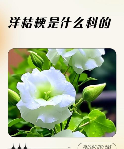 小众送妈妈的花有哪些花