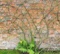 小众送妈妈的花有哪些花