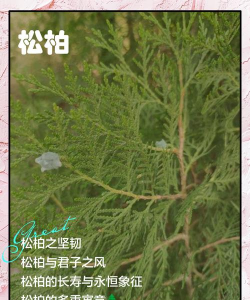 小众送妈妈的花有哪些花