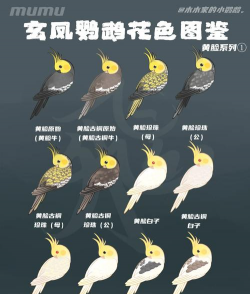 鸟为什么会发黄