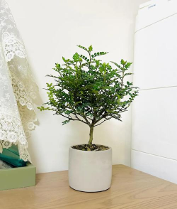 小众送妈妈的花有哪些花