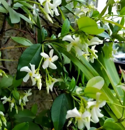 小众送妈妈的花有哪些花