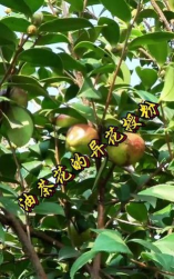 小众送妈妈的花有哪些花