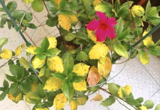 小众送妈妈的花有哪些花