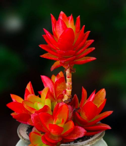 小众送妈妈的花有哪些花