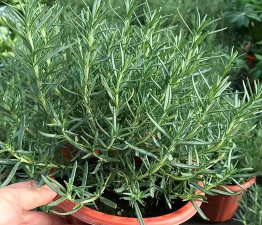 小众送妈妈的花有哪些花