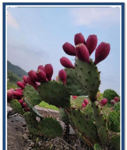 小众送妈妈的花有哪些花