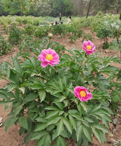 小众送妈妈的花有哪些花