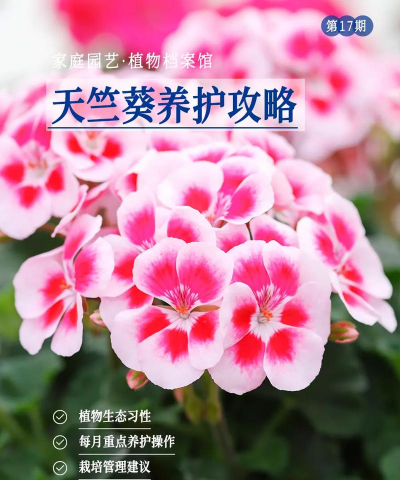 小众送妈妈的花有哪些花