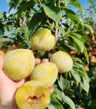 小众送妈妈的花有哪些花