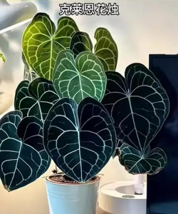 小众送妈妈的花有哪些花