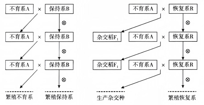 小众送妈妈的花有哪些花