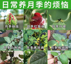 小众送妈妈的花有哪些花