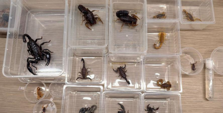 小众送妈妈的花有哪些花