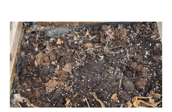 小众送妈妈的花有哪些花