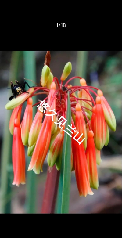 小众送妈妈的花有哪些花