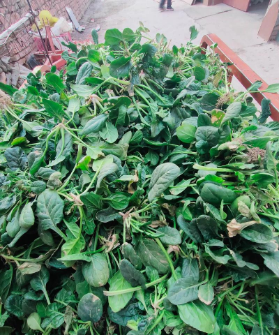 小众送妈妈的花有哪些花