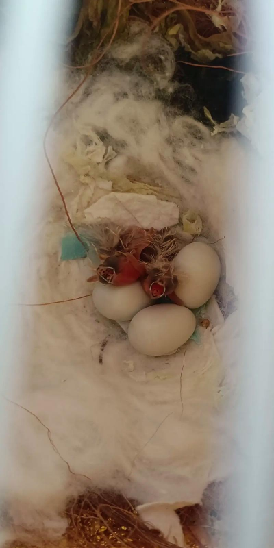 小众送妈妈的花有哪些花