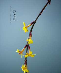 小众送妈妈的花有哪些花