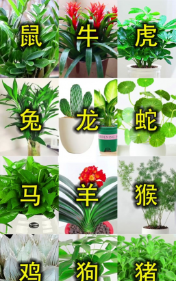 小众送妈妈的花有哪些花