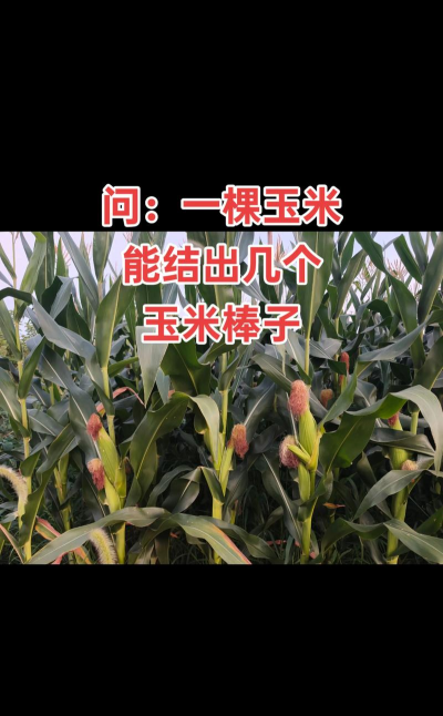 玉米一株有几个玉米棒