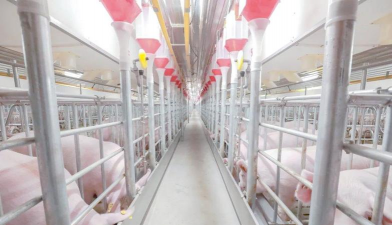 小众送妈妈的花有哪些花