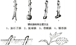 小众送妈妈的花有哪些花