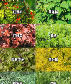 灌木有哪些