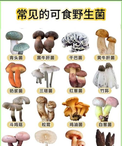 蘑菇有哪些种类