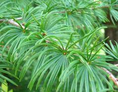 小众送妈妈的花有哪些花