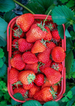 什么草莓一什么草莓