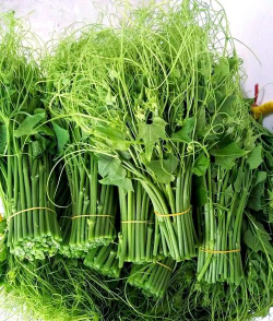 小众送妈妈的花有哪些花