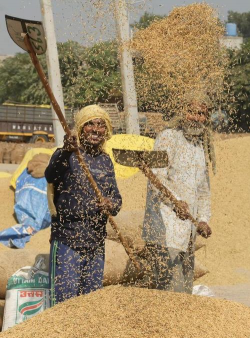 小众送妈妈的花有哪些花