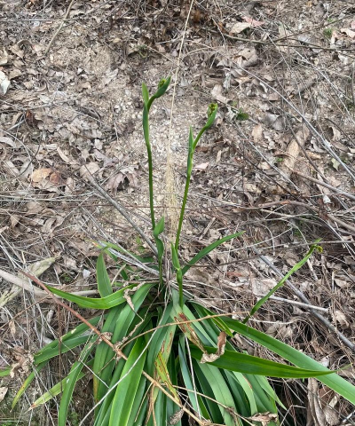 小众送妈妈的花有哪些花