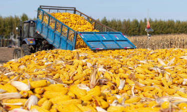 东北地区主要粮食作物